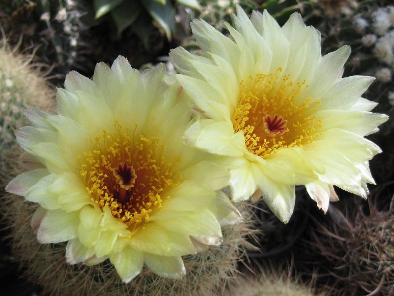 Notocactus agnetae v. zapicanensis